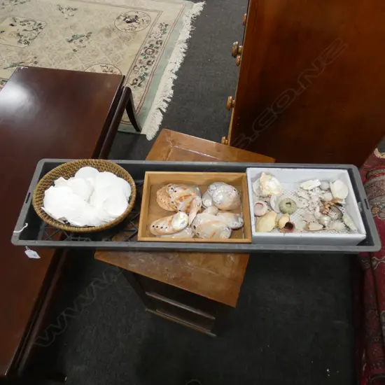 TRAY OF MIXED ASST SHELLS