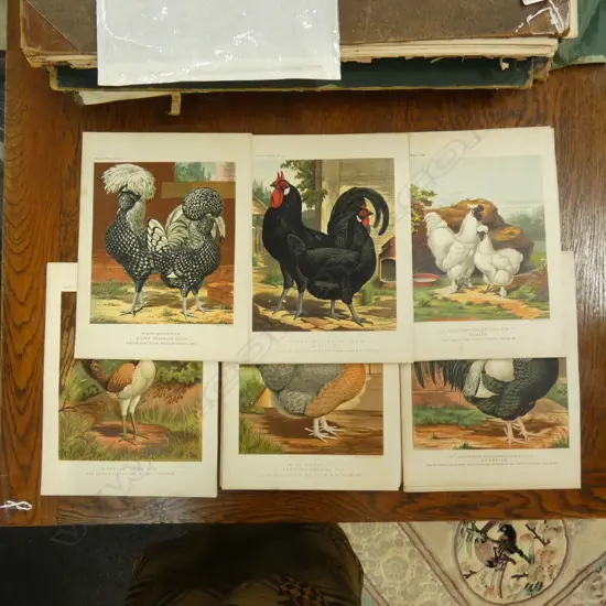 30 RARE CHROMO LITHOGRAPHS OF HENS & CHICKENS