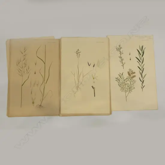 HAND COLOURED BOTANICAL LITHOGRAPHS c.1860