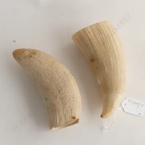 2 WHALE'S TEETH