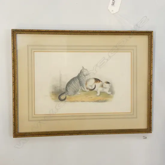 COLOURED LITHO 'CATS' 