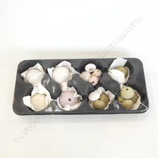 TRAY OF ASST. KINA SHELLS 