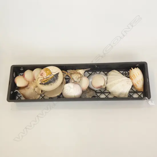 TRAY OF ASST. SCALLOP SHELLS + PAINTED OSTRICH EGG + 10 BOOKS ON SHELLS