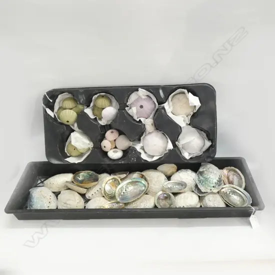 2 TRAYS ASST. SHELLS; PAUA, SCALLOPS ETC
