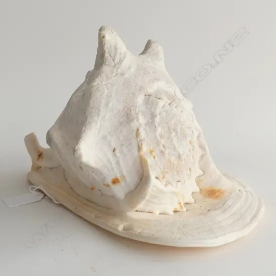 CONCH SHELL L.250mm