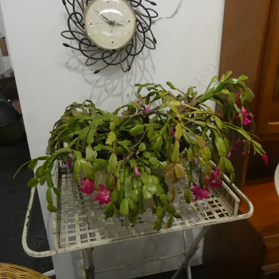 CHRISTMAS CACTUS 600mm dia