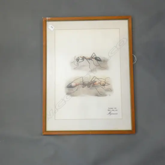 JUMPER ANT - BULL DOG ANT PRINT 500x355mm