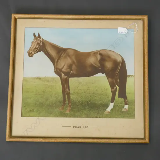 VINTAGE HAND COLOURED PHOTO 'PHAR LAP 340 x 420mm
