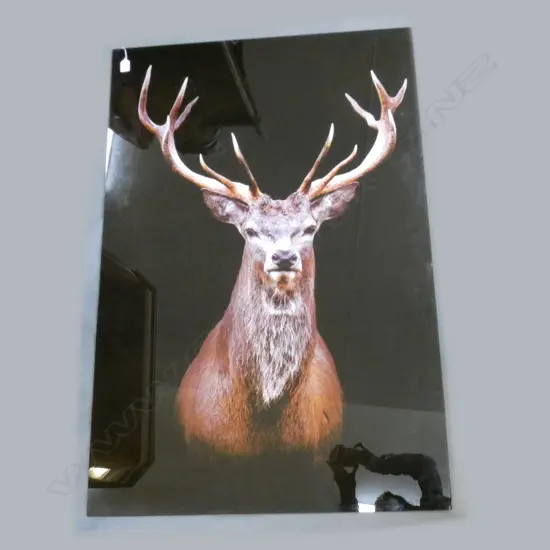 GLASS PHOTO PRINT; STAG DEER 1200x800mm