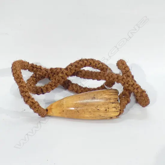 19THC FIJIAN TABUA W PLAITED CORD. TUMERIC STAINED TOOTH L.140mm