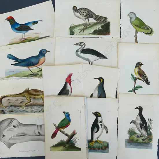 ASST. ANTIQUE BIRD & ANIMAL ENGRAVINGS c.1820