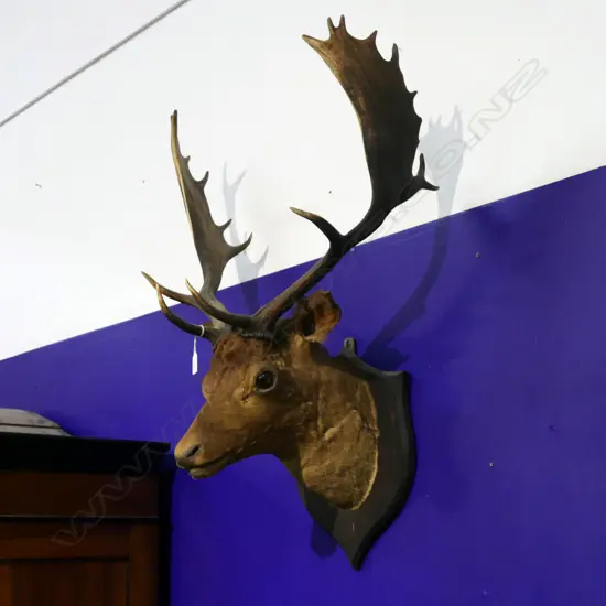 TAXIDERMIED DEER HEAD ex Highwic House the vendor is great great grandson of the first owner of Highwic