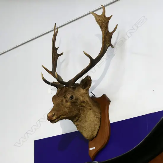 TAXIDERMIED DEER HEAD ex Highwic House the vendor is great great grandson of the first owner of Highwic