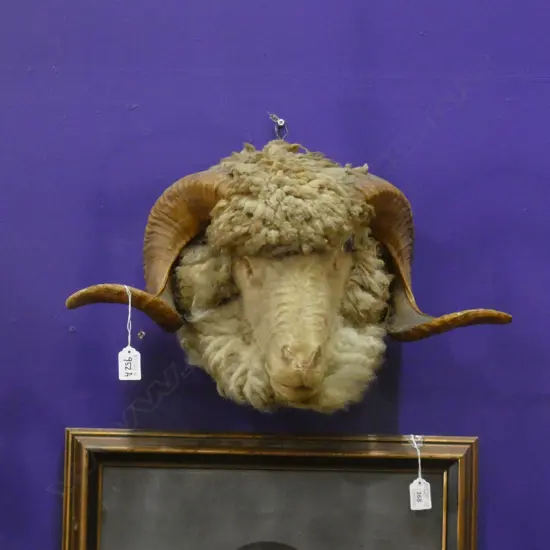 TAXIDERMIED PRIZE RAM'S HEAD