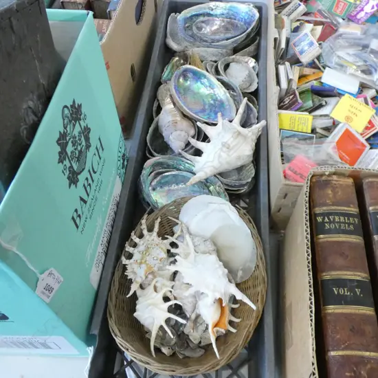 TRAY OF ASST. SHELLS; PAUA ETC