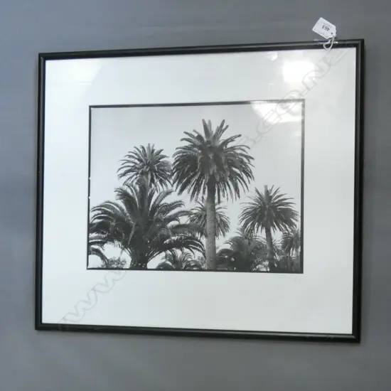 BLACK & WHITE PALM TREE PHOTO - SIGNED SUE GEE NZ '95 360 X 270MM
