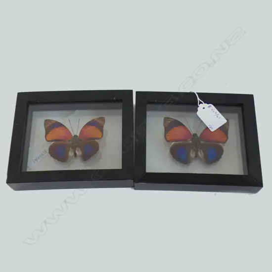 2 FRAMED BUTTERFLY SPECIMENS H 120 MM