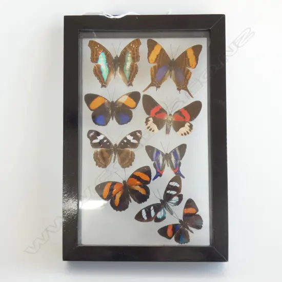 9 CASED SOUTH AMERICAN BUTTERFLY'S 220 X 150 MM