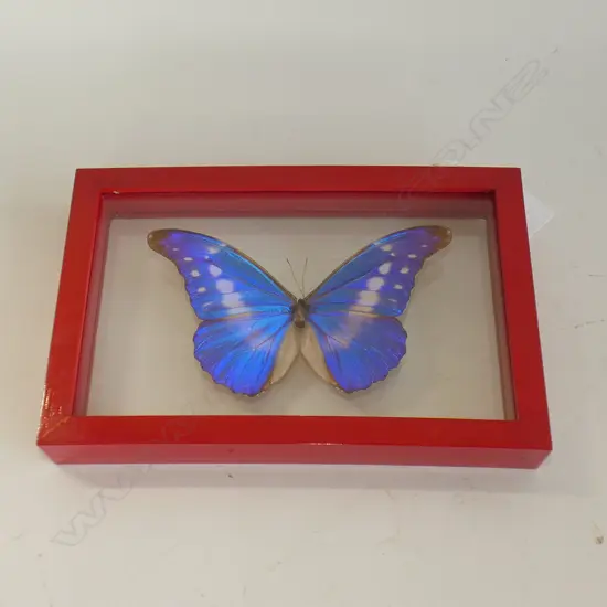 CASED MORPHO CYPRIS BUTTERFLY SPECIMEN L  220 MM