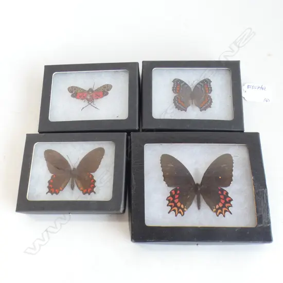 4 CASED BUTTERFLY SPECIMENS FROM PERU L 140 MM
