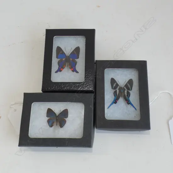 3 FRAMED BUTTERFLY'S L 90 MM 