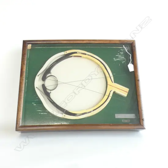 EDWARDIAN OPTOMETRISTS MODEL OF A MOVING EYE IN MAHOGANY CASE DATE 1912