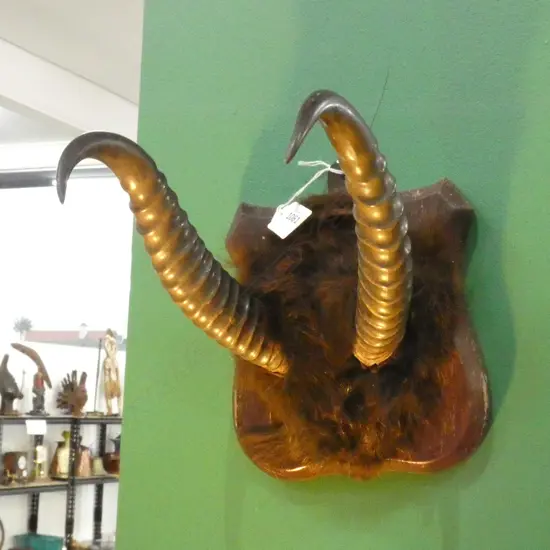 MOUNTED HORNS EX. HIGHWIC HOUSE