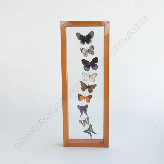 9 CASED BUTTERFLY'S L 320 MM