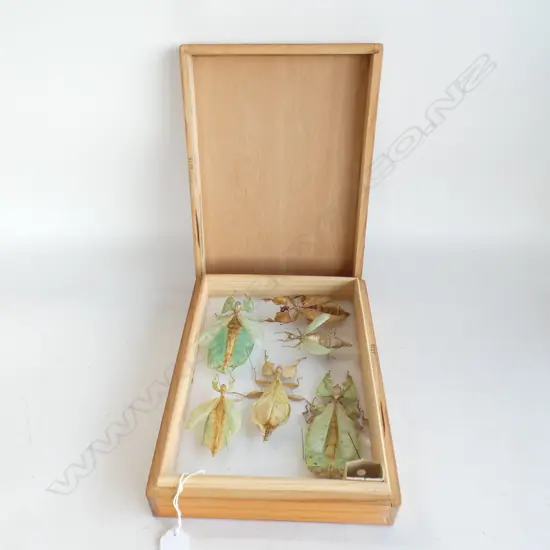 SIX CASED LEAF INSECTS ( PHYLLIIDAE) CASED IN LIDDED WOODEN BOX L 290 MM