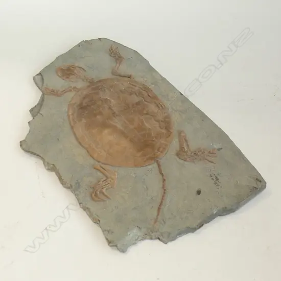 A FAUX FOSSILIZED TURTLE L 340 MM