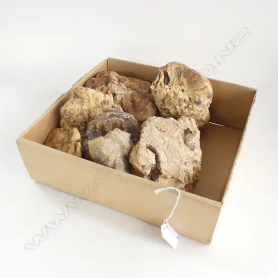 BOX LOT KAURI GUM NUGGETS 
