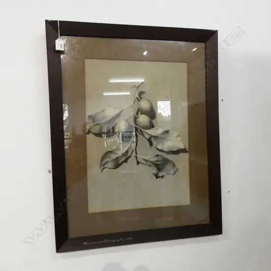 LARGE GRAPHITE STILL LIFE; LEAVES & BERRIES 500x355mm