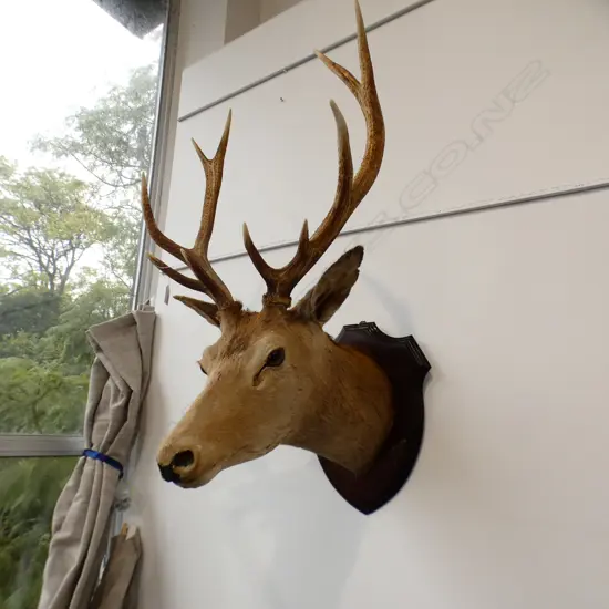 DEER HEAD; 10 POINTER