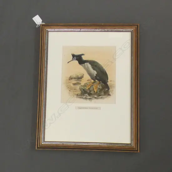 J. G. KEULEMANS - SHAG - BULLERS BIRDS 1ST EDITION (1873) CHROMOLITHOGRAPH 