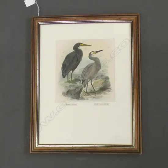 -1873 Chromolithograph showing a shag. From the First Edition of Walter Bullers' "History of the Birds of New Zealand"