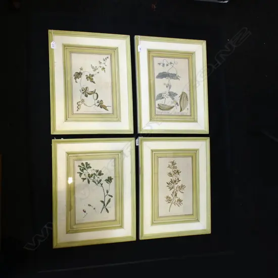 SET OF 4 FRAMED BOTANICAL ILLUSTRATIONS 305x190mm