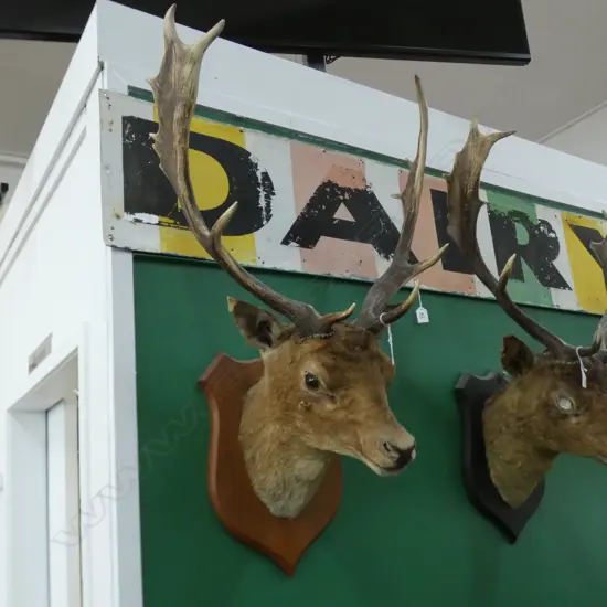 TAXIDERMIED DEER HEAD ex Highwic House the vendor is great great grandson of the first owner of Highwic