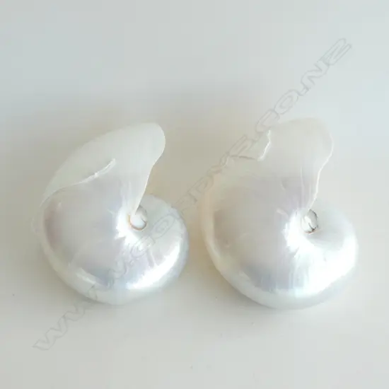 2 POLISHED 'PEARL' NAUTILUS SHELLS W.185mm