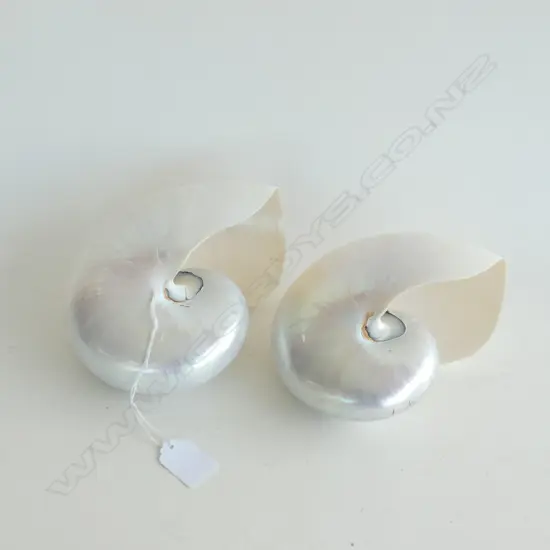 2 POLISHED 'PEARL' NAUTILUS SHELLS W.185mm
