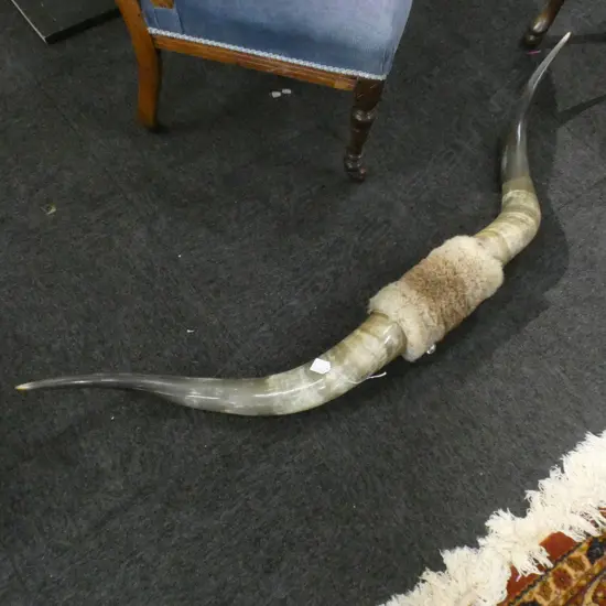 CATTLE HORNS; WALL MOUNTED W1300MM