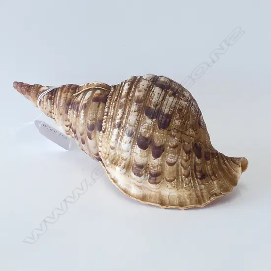 CONCH SHELL L.260mm