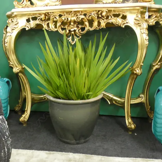 POTTED POOR KNIGHTS LILY H.700mm