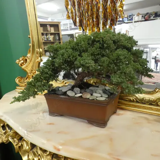 BONSAI TREE - JAPANESE JUNIPER OVER 8 YEARS OLD  WITH INSTRUCTIONS AND PELLETS