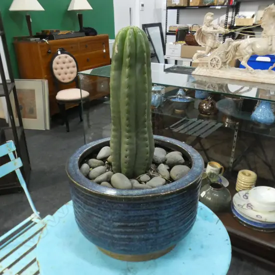 POTTED SAN PEDRO CACTUS H.600mm