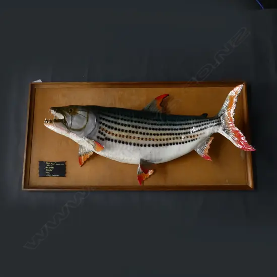 TAXIDERMIED TIGER FISH, FRAMED 435x875mm