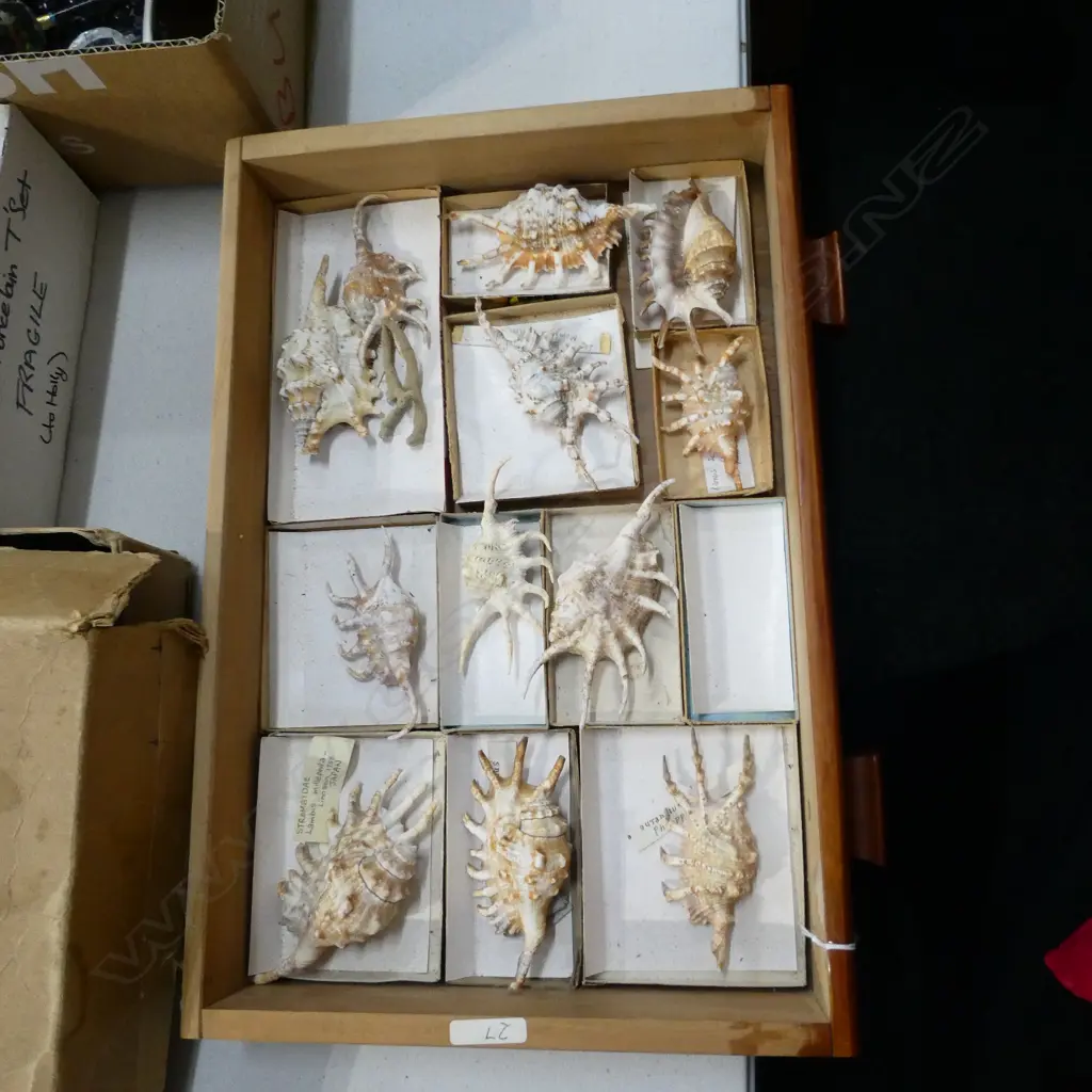 TRAY OF ASST. MINI CONCH SHELLS Image 1++
