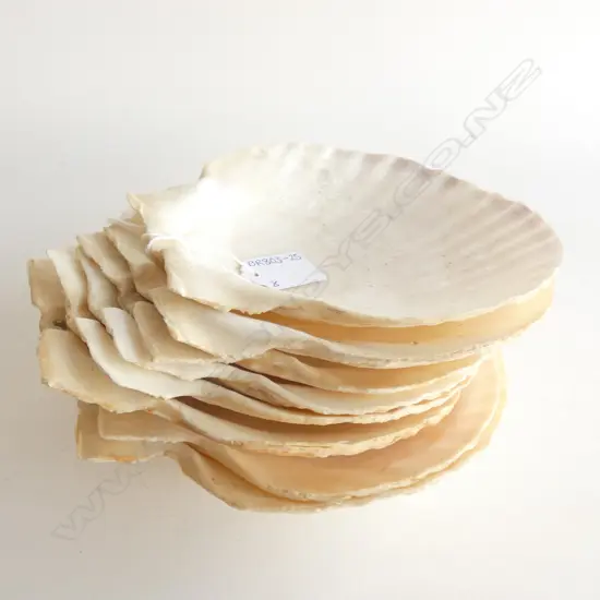 8 LARGE FLAT SHELLS DIA  170MM