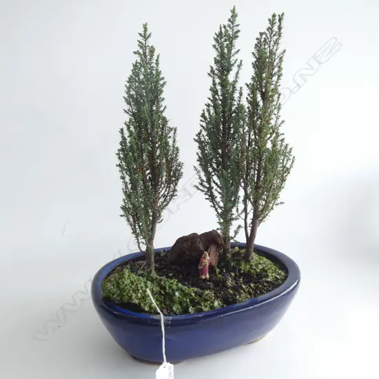 PR BONZAI CONIFER TREES IN POT. H.450MM