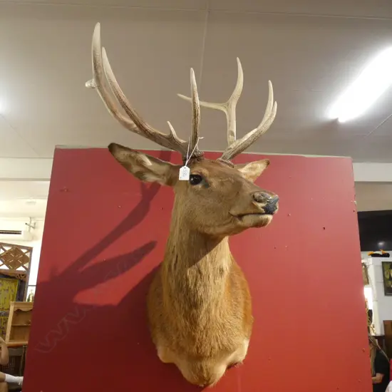 TAXIDERMY DEER HEAD 