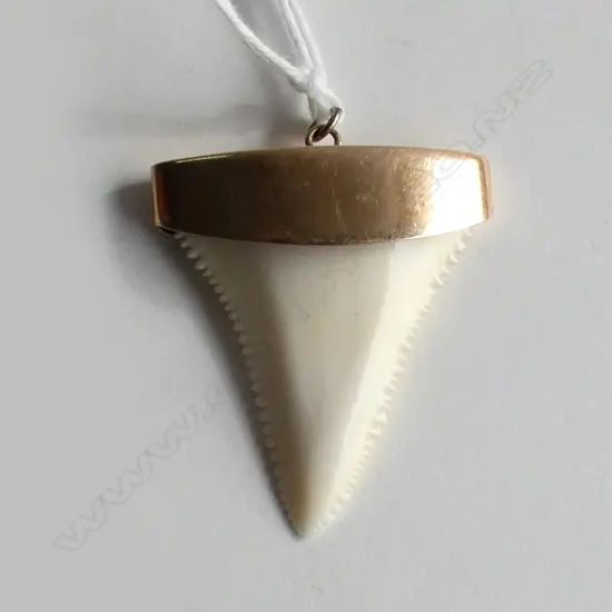 (20189) 9CT ROSE GOLD MOUNTED SHARKS TOOTH PENDANT, 30 x 35mm